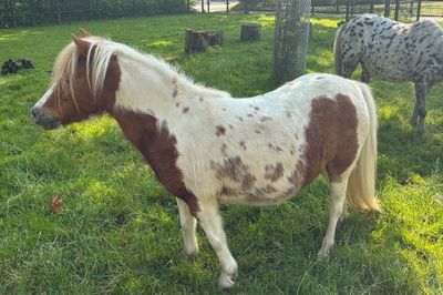 Mini paard Ivy