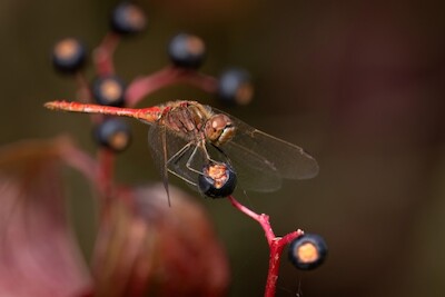 Libelle