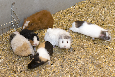 Cavia Stadsboerderij