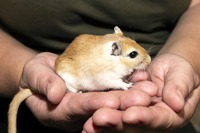 Dierenkwartiertje