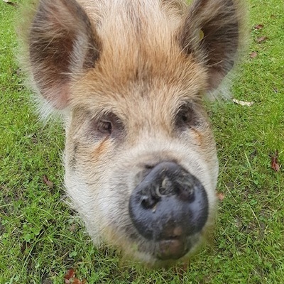 Kune Kune varken Bella