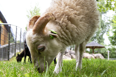 Dierenkwartiertje schaap