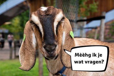 Geit wil iets vragen