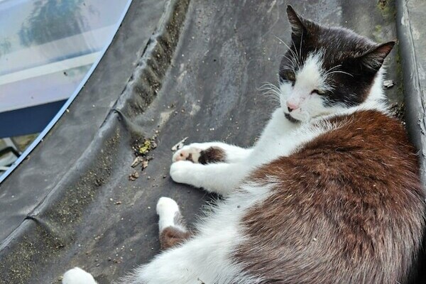 Boerderijkat Panter