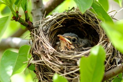 vogelnestjes bouwen