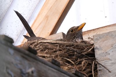 Vogels wonen in een nest