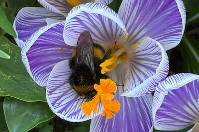 Hommel