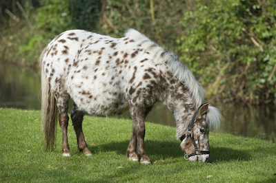 Boerderijdier: paard